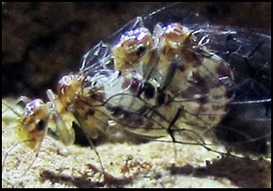 Yeryüzünün ilk 'penisli' dişisi